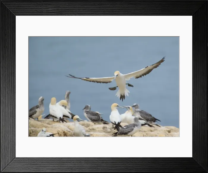 Framed Print : Australasian Gannets adult about to land amidst breeding colony on top of a cliff Muriwai Regional Park, Auckland, North Island, New Zealand Framed Print : Australasian Gannets adult about to land amidst breeding colony on top of a cliff Muriwai Regional Park, Auckland, North Island, New Zealand