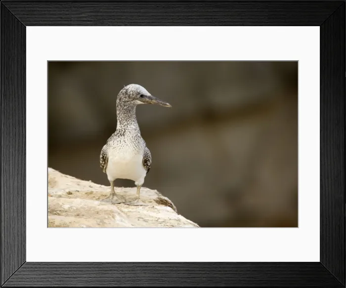 Framed Print : Australasian Gannet nearly fully fledged chick sits on the edge of a cliff looking out and waiting for its parents to return Muriwai Regional Park, Auckland, North Island, New Zealand Framed Print : Australasian Gannet nearly fully fledged chick sits on the edge of a cliff looking out and waiting for its parents to return Muriwai Regional Park, Auckland, North Island, New Zealand