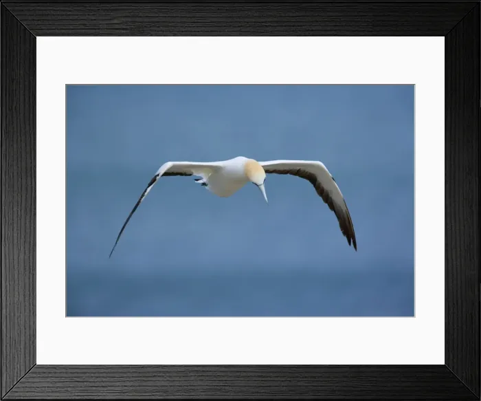 Framed Print : Australasian Gannet in flight soaring above the ocean looking down to spot prospective food Muriwai Regional Park, Auckland, North Island, New Zealand Framed Print : Australasian Gannet in flight soaring above the ocean looking down to spot prospective food Muriwai Regional Park, Auckland, North Island, New Zealand