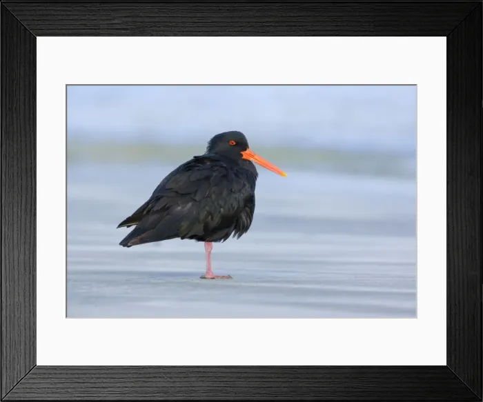 Framed Print : Northern or Variable Oystercatcher standing relaxed on beach one leg pulled up Coromandel Peninsula, North Island, New Zealand Framed Print : Northern or Variable Oystercatcher standing relaxed on beach one leg pulled up Coromandel Peninsula, North Island, New Zealand