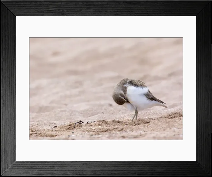 Framed Print : Banded Dotterel or Mountain Plover on sandy beach arranging its plumage Bay of Islands, Northland, North Island, New Zealand Framed Print : Banded Dotterel or Mountain Plover on sandy beach arranging its plumage Bay of Islands, Northland, North Island, New Zealand