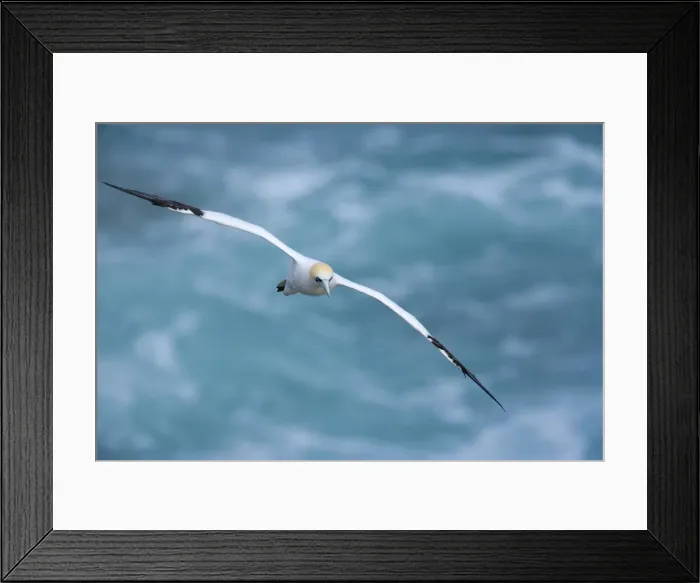Framed Print : Australasian Gannet in flight soaring above the ocean Muriwai Regional Park, Auckland, North Island, New Zealand Framed Print : Australasian Gannet in flight soaring above the ocean Muriwai Regional Park, Auckland, North Island, New Zealand