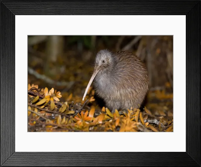 Framed Print : Brown Kiwi adult one standing in native Kauri forest with fallen Kauri twigs visible on ground Trounson Kauri Park Scenic Reserve, Northland, North Island, New Zealand Framed Print : Brown Kiwi adult one standing in native Kauri forest with fallen Kauri twigs visible on ground Trounson Kauri Park Scenic Reserve, Northland, North Island, New Zealand