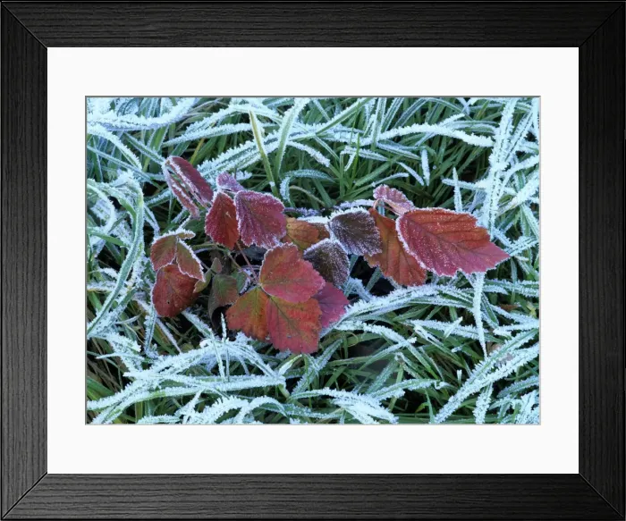 Framed Print : Frozen grass and leaves colourful autumn leaves of blackberry and grass covered with frost Baden-Wuerttemberg, Germany Framed Print : Frozen grass and leaves colourful autumn leaves of blackberry and grass covered with frost Baden-Wuerttemberg, Germany