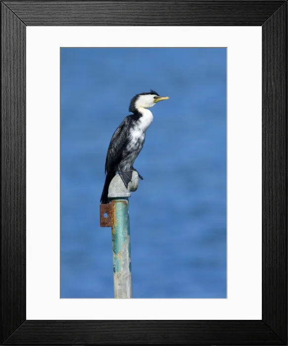 Framed Print : Little Shag sitting on an old pipe looking out Otago Peninsula, South Island, New Zealand Framed Print : Little Shag sitting on an old pipe looking out Otago Peninsula, South Island, New Zealand
