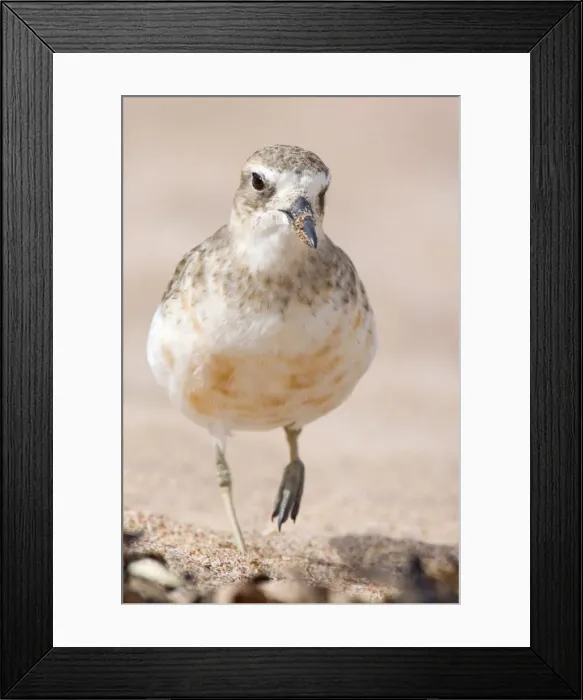 Framed Print : Banded Dotterel or Mountain Plover front portait of adult in plain plumage strolling along beach Bay of Islands, Northland, North Island, New Zealand Framed Print : Banded Dotterel or Mountain Plover front portait of adult in plain plumage strolling along beach Bay of Islands, Northland, North Island, New Zealand
