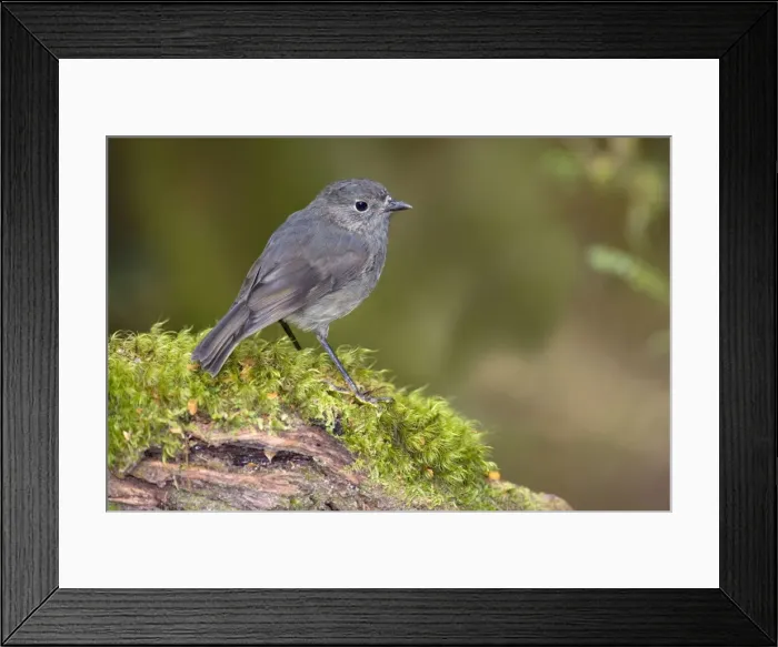Framed Print : South Island Robin adult sitting on a moss-covered branch in lush temperate rainforest Fjordland National Park, South Island, New Zealand Framed Print : South Island Robin adult sitting on a moss-covered branch in lush temperate rainforest Fjordland National Park, South Island, New Zealand