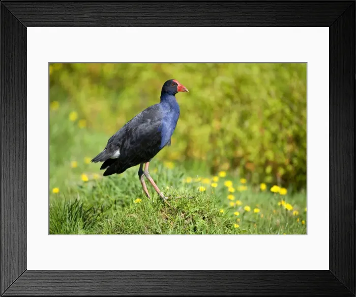 Framed Print : Swamphen standing on a mound amidst a flowering meadow looking out Golden Bay, Nelson District, South Island, New Zealand Framed Print : Swamphen standing on a mound amidst a flowering meadow looking out Golden Bay, Nelson District, South Island, New Zealand