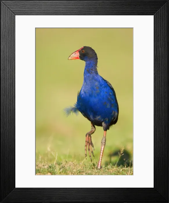 Framed Print : Swamphen strolling over a meadow Golden Bay, Nelson District, South Island, New Zealand Framed Print : Swamphen strolling over a meadow Golden Bay, Nelson District, South Island, New Zealand