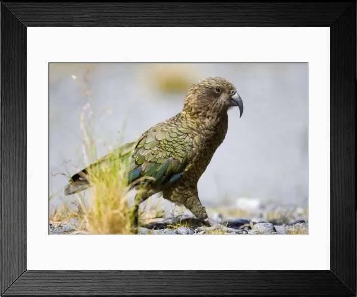 Framed Print : Kea walking on rocky terrain looking curiously around Fjordland National Park, South Island, New Zealand Framed Print : Kea walking on rocky terrain looking curiously around Fjordland National Park, South Island, New Zealand