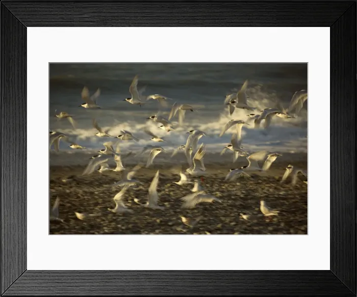 Framed Print : White-fronted Tern flight taking off from the beach at sunset Gillespies Beach, Westland National Park, West Coast, South Island, New Zealand Framed Print : White-fronted Tern flight taking off from the beach at sunset Gillespies Beach, Westland National Park, West Coast, South Island, New Zealand