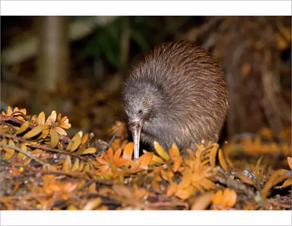 Brown Kiwi adult one poking in the ground with its long beak searching for food in native Kauri forest with fallen Kauri twigs visible Trounson Kauri Park Scenic Reserve, Northland, North Island, New Zealand