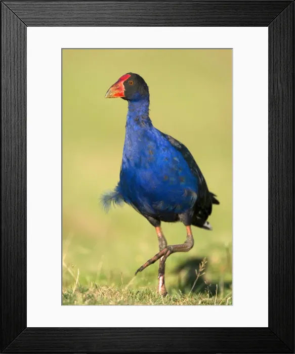 Framed Print : Swamphen strolling over a meadow Golden Bay, Nelson District, South Island, New Zealand Framed Print : Swamphen strolling over a meadow Golden Bay, Nelson District, South Island, New Zealand