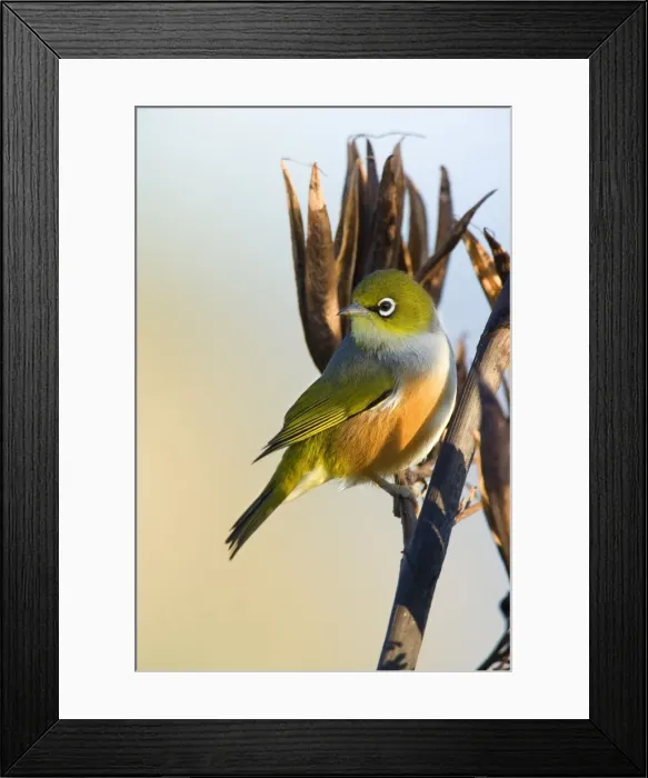 Framed Print : Silvereye sitting on a faded New Zealand Flax plant Coromandel Peninsula, North Island, New Zealand