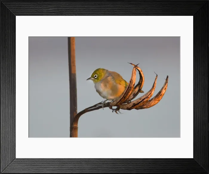 Framed Print : Silvereye sitting on a faded New Zealand Flax plant Coromandel Peninsula, North Island, New Zealand Framed Print : Silvereye sitting on a faded New Zealand Flax plant Coromandel Peninsula, North Island, New Zealand