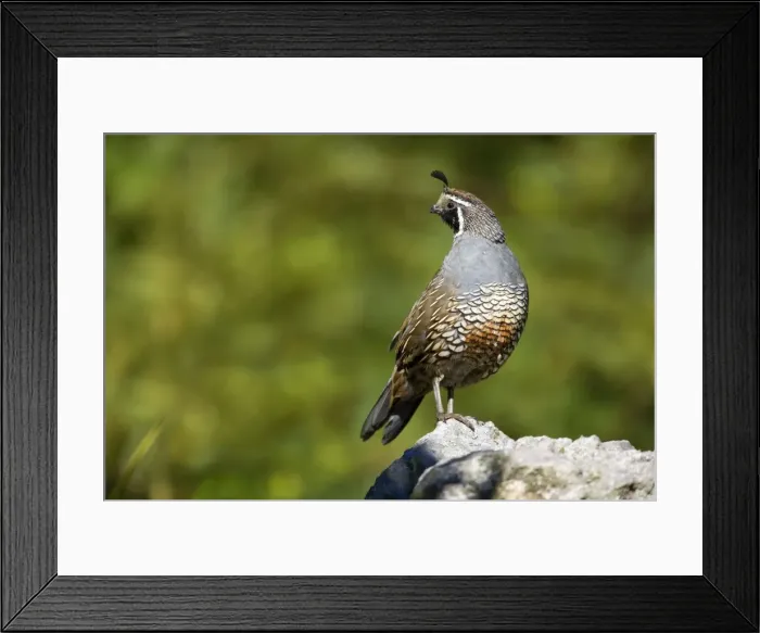 Framed Print : California Quail standing on a rock looking out Rotorua, North Island, New Zealand Framed Print : California Quail standing on a rock looking out Rotorua, North Island, New Zealand