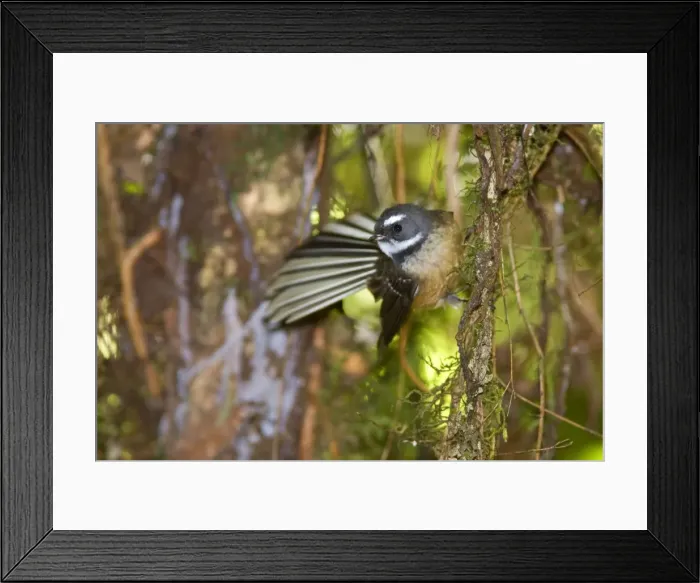 Framed Print : Fantail adult clinging to roots in the undergrowth of a temperate rainforest Waitomo, North Island, New Zealand Framed Print : Fantail adult clinging to roots in the undergrowth of a temperate rainforest Waitomo, North Island, New Zealand