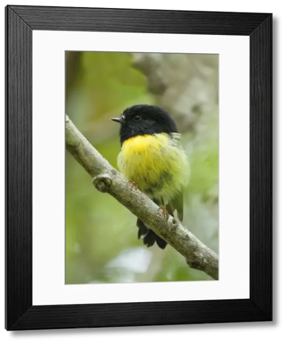 Framed Print : Tomtit sitting on a branch in temperate rainforest Westland National Park, West Coast, South Island, New Zealand Framed Print : Tomtit sitting on a branch in temperate rainforest Westland National Park, West Coast, South Island, New Zealand