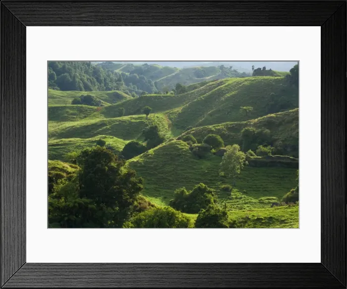 Framed Print : New Zealand Waitomo landscape - typical farming landscape in Waitomo. Green rolling hills dotted with rocky limestone outcrops and gullies of tree ferns Framed Print : New Zealand Waitomo landscape - typical farming landscape in Waitomo. Green rolling hills dotted with rocky limestone outcrops and gullies of tree ferns