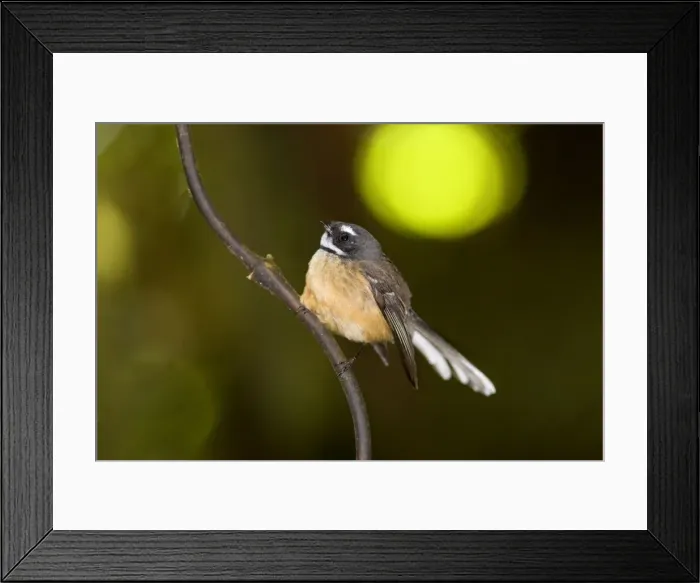 Framed Print : Fantail adult sitting on a supplejack root in the undergrowth of a temperate rainforest Waitomo, North Island, New Zealand Framed Print : Fantail adult sitting on a supplejack root in the undergrowth of a temperate rainforest Waitomo, North Island, New Zealand
