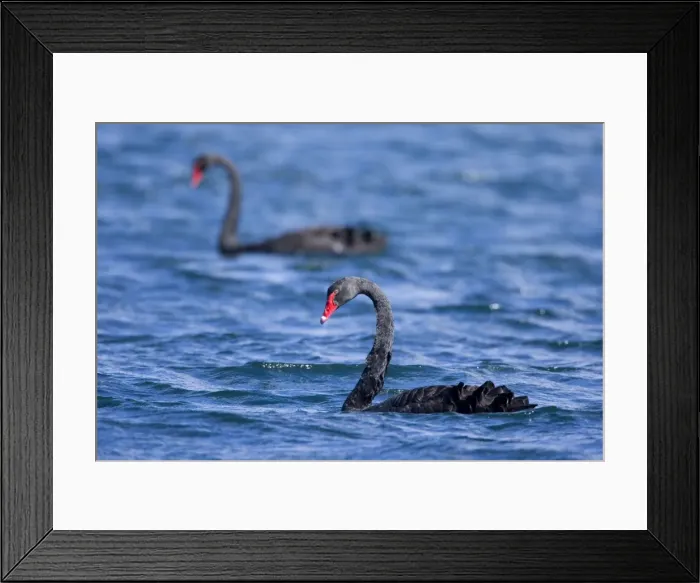 Framed Print : Black Swan two adult individuals swimming in freshwater lake Lake Rotoaria, Tongariro, North Island, New Zealand