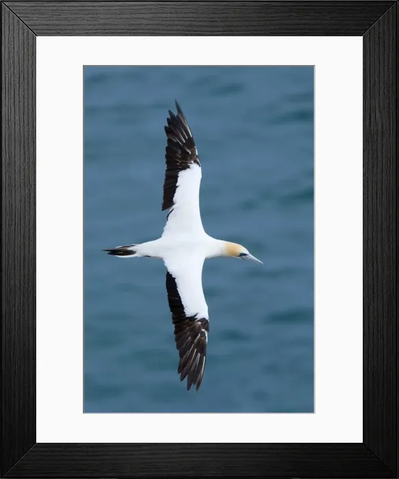 Framed Print : Australasian Gannet - in flight soaring above the ocean Muriwai Regional Park, Auckland, North Island, New Zealand Framed Print : Australasian Gannet - in flight soaring above the ocean Muriwai Regional Park, Auckland, North Island, New Zealand