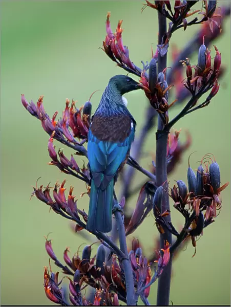 Tui, Parson Bird sucking nectar of flowering New Zealand Flax plant North Island, New Zealand