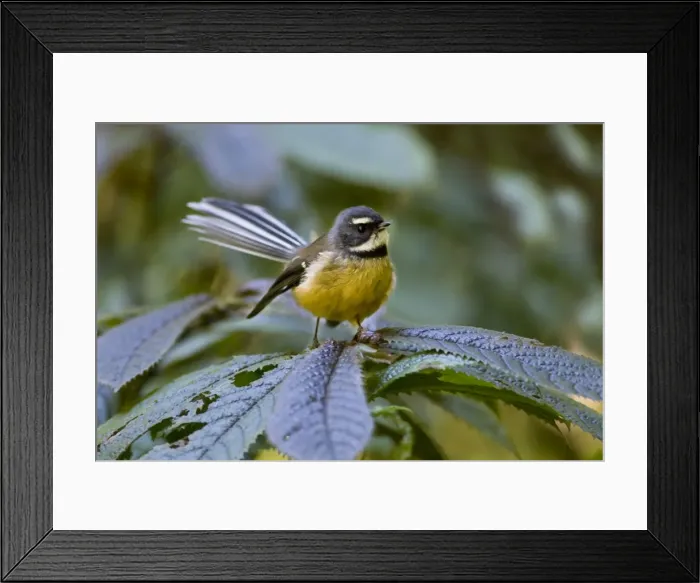 Framed Print : Fantail - adult sits on a plant in the undergrowth of a temperate rainforest Waitomo, North Island, New Zealand Framed Print : Fantail - adult sits on a plant in the undergrowth of a temperate rainforest Waitomo, North Island, New Zealand