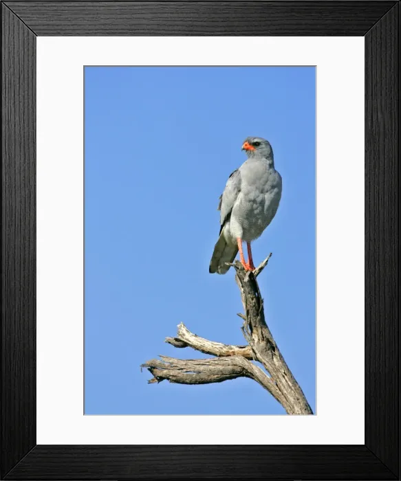 Framed Print : Pale Chanting Goshawk sitting on dead tree Etosha National Park, Namibia, Africa Framed Print : Pale Chanting Goshawk sitting on dead tree Etosha National Park, Namibia, Africa