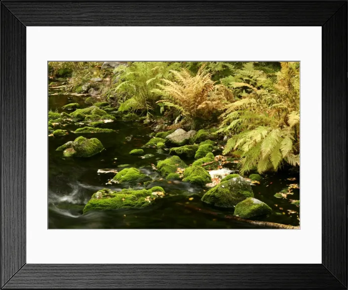 Framed Print : Primeval forest with brook in autumn Fulufjaellet National Park, Dalarna region, Sweden Framed Print : Primeval forest with brook in autumn Fulufjaellet National Park, Dalarna region, Sweden