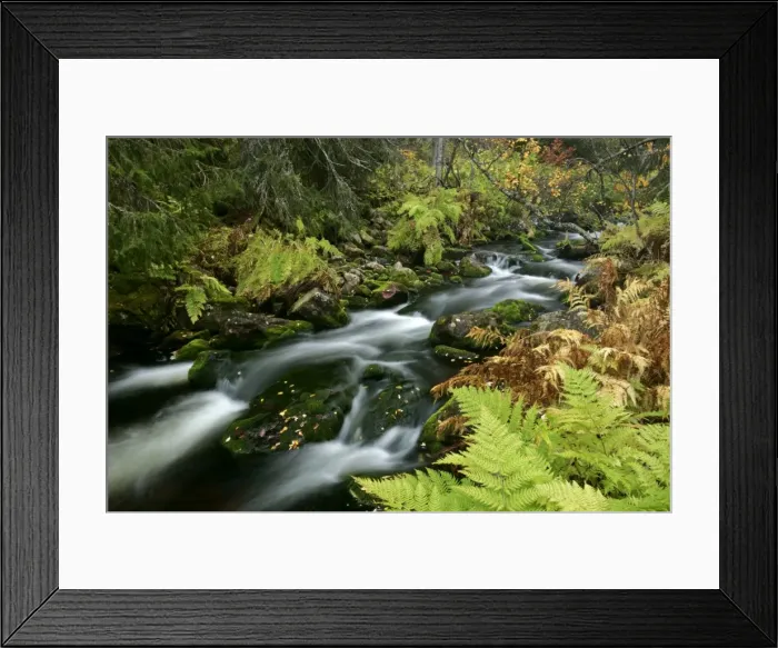 Framed Print : Primeval forest with brook in autumn Fulufjaellet National Park, Dalarna region, Sweden Framed Print : Primeval forest with brook in autumn Fulufjaellet National Park, Dalarna region, Sweden