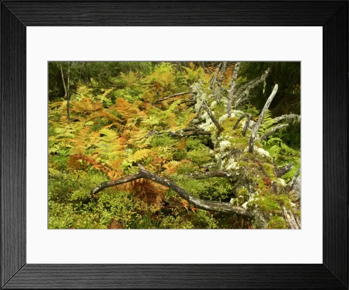 Framed Print : Primeval forest with multicoloured ferns and rotting log Fulufjaellet National Park, Dalarna region, Sweden Framed Print : Primeval forest with multicoloured ferns and rotting log Fulufjaellet National Park, Dalarna region, Sweden