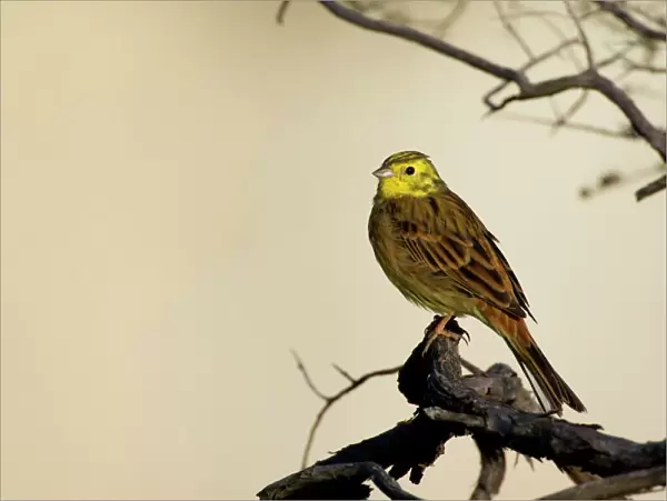 Yellowhammer - sitting on a tree branch looking out in first morning light - Coromandel Peninsula, North Island, New Zealand