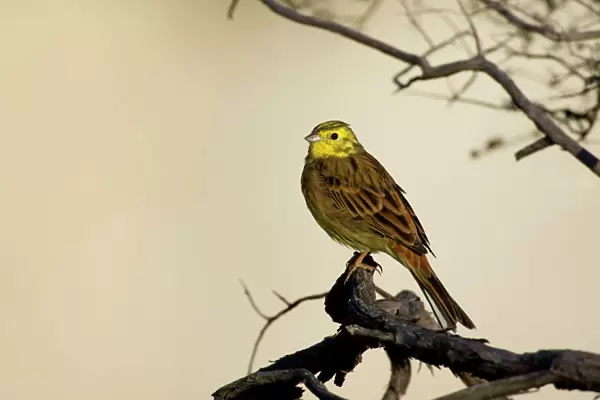 Yellowhammer - sitting on a tree branch looking out in first morning light - Coromandel Peninsula, North Island, New Zealand