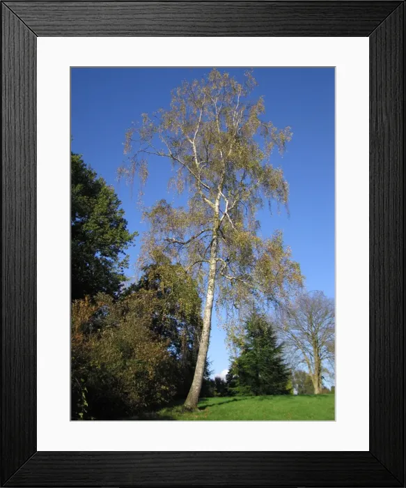 Framed Print : Silver Birch Tree Framed Print : Silver Birch Tree