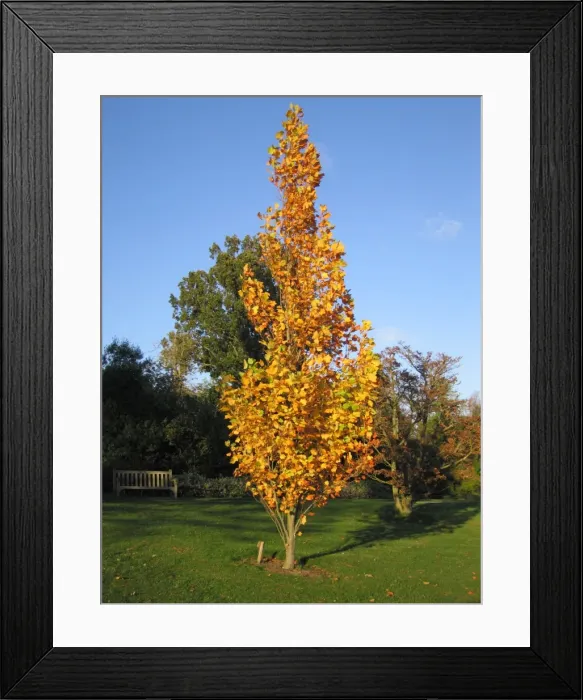 Framed Print : Tulip Tree Framed Print : Tulip Tree
