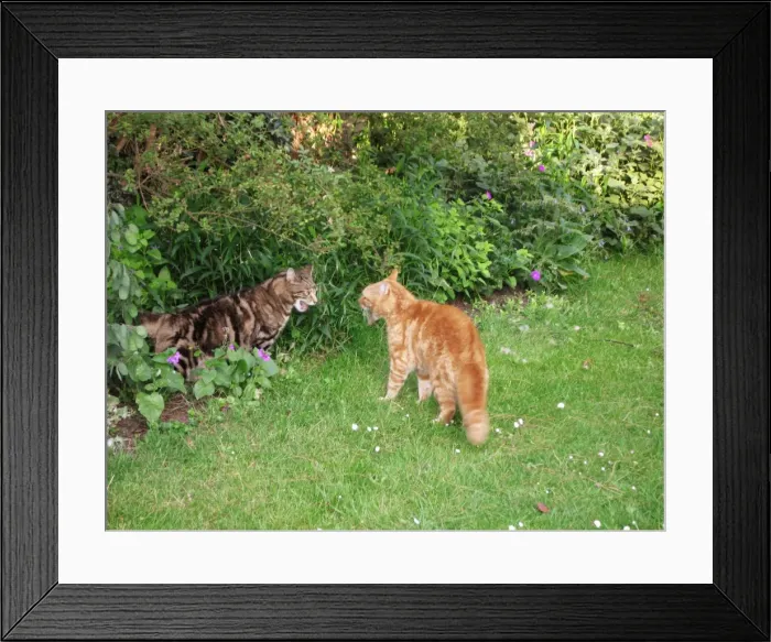 Framed Print : Cat - x2 male Cats in aggressive mode Framed Print : Cat - x2 male Cats in aggressive mode