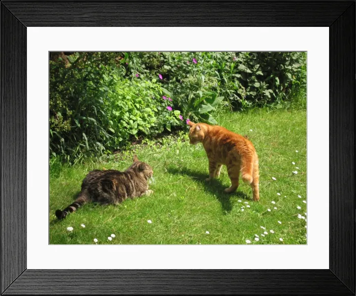Framed Print : Cat - x2 male Cats resident Tabby, the younger Cat in submissive pose Framed Print : Cat - x2 male Cats resident Tabby, the younger Cat in submissive pose