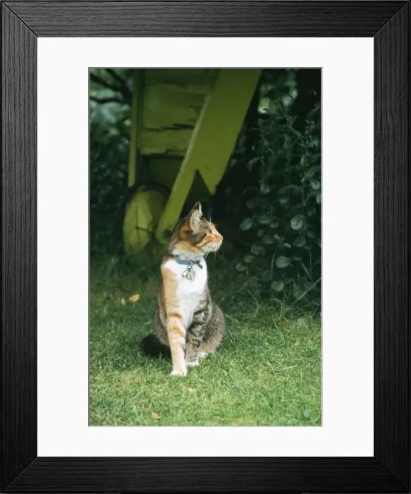 Framed Print : Domestic Cat - with collar bell & name tag Framed Print : Domestic Cat - with collar bell & name tag