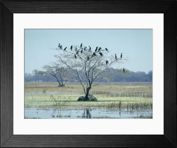 Framed Print : Little Cormorants - In tree - Bharatpur, India Framed Print : Little Cormorants - In tree - Bharatpur, India