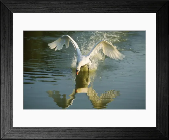 Framed Print : Mute Swan - coming into land on water Framed Print : Mute Swan - coming into land on water