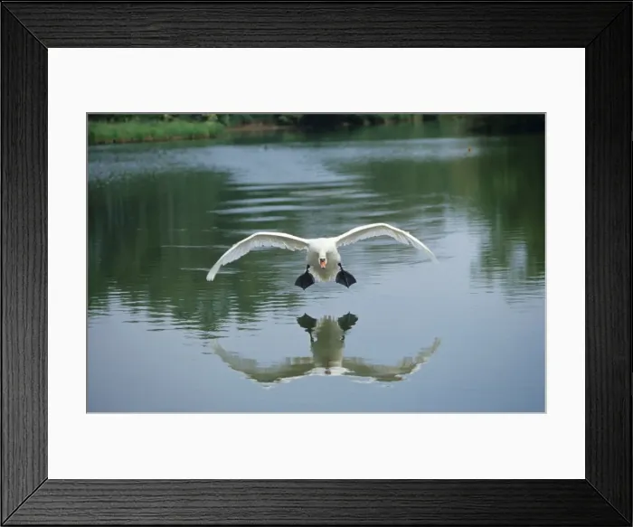 Framed Print : Mute Swan - coming into land on water, head Framed Print : Mute Swan - coming into land on water, head