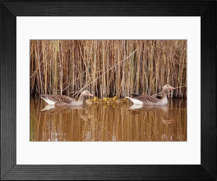 Framed Print : Grey lag Geese - pair with seven chicks Framed Print : Grey lag Geese - pair with seven chicks