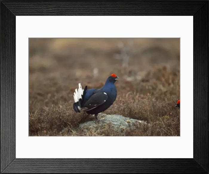 Framed Print : Black Grouse Framed Print : Black Grouse