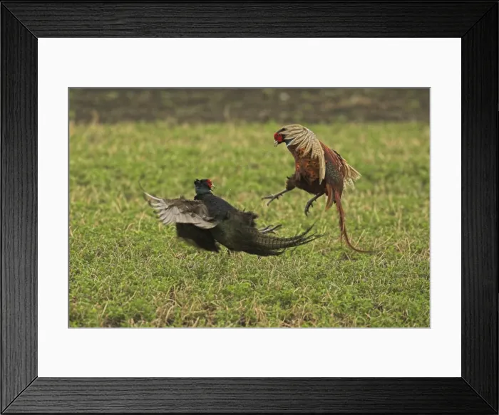 Framed Print : Pheasants - fighting Framed Print : Pheasants - fighting