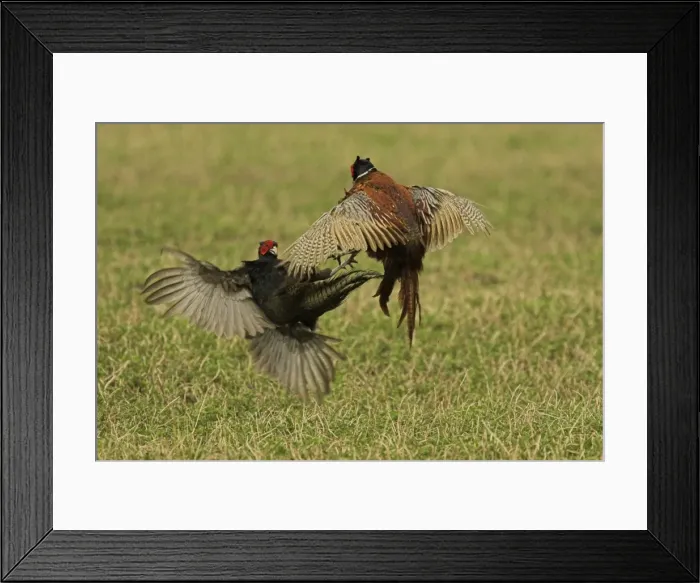 Framed Print : Pheasants - fighting Framed Print : Pheasants - fighting