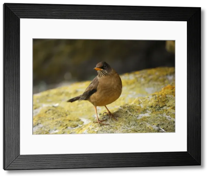 Framed Print : Falkland. SM-1797. Falkland Thrush. Falkland Islands Framed Print : Falkland. SM-1797. Falkland Thrush. Falkland Islands