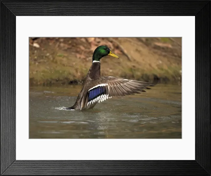 Framed Print : Mallard - drake- Germany Framed Print : Mallard - drake- Germany
