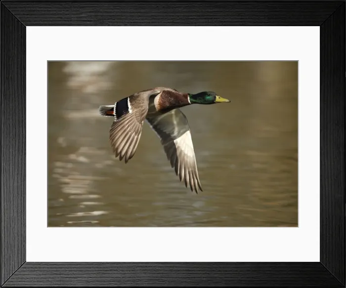Framed Print : Mallard - drake flying - Germany Framed Print : Mallard - drake flying - Germany