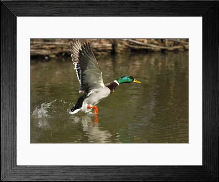 Framed Print : Mallard - drake taking off - Germany Framed Print : Mallard - drake taking off - Germany